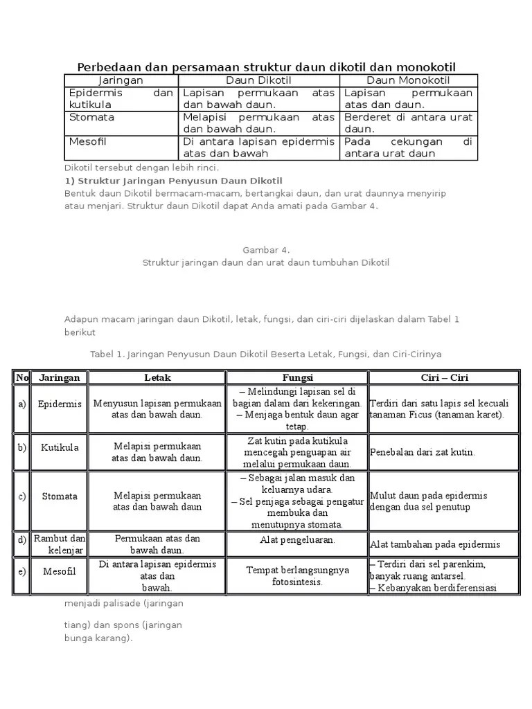Struktur anatomi batang dikotil dan monokotil. Perbedaan Dan Persamaan Struktur Daun Dikotil Dan Monokotil Pdf