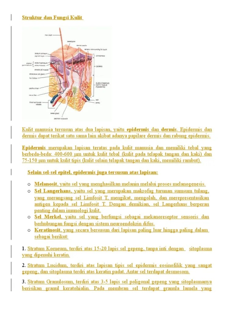 Struktur Dan Fungsi Kulit | PDF