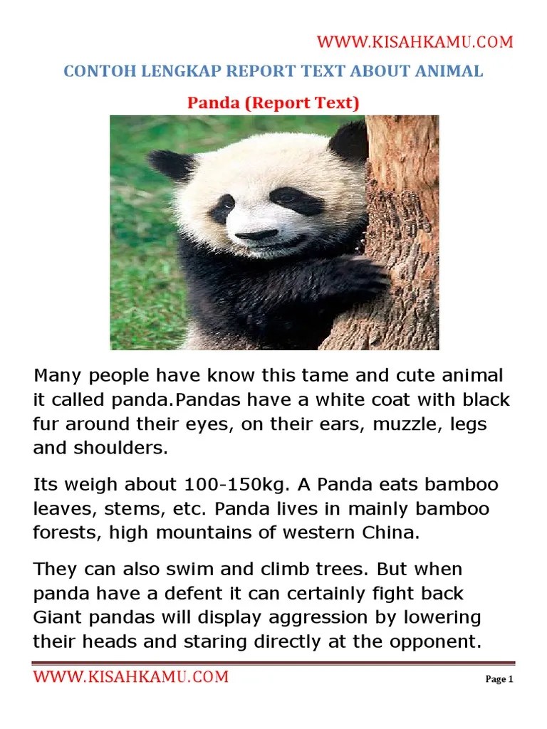 Contoh Report Text Bahasa Inggris Tentang Singa