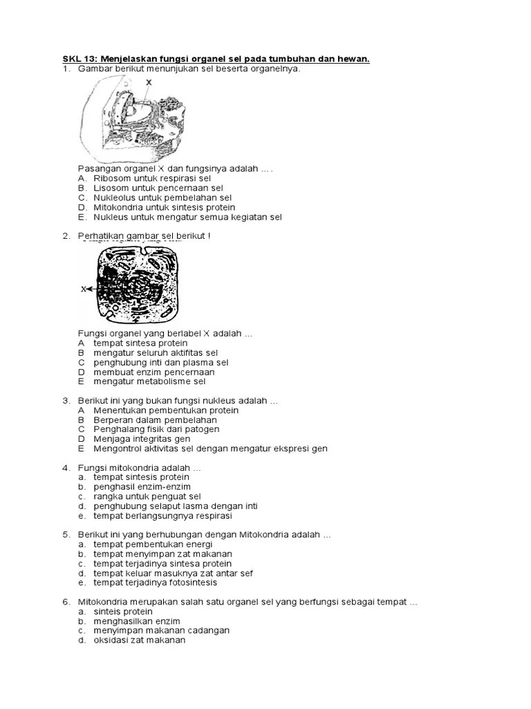 Tempat Sintesa Protein Dalam Didalam Sel Adalah – Belajar