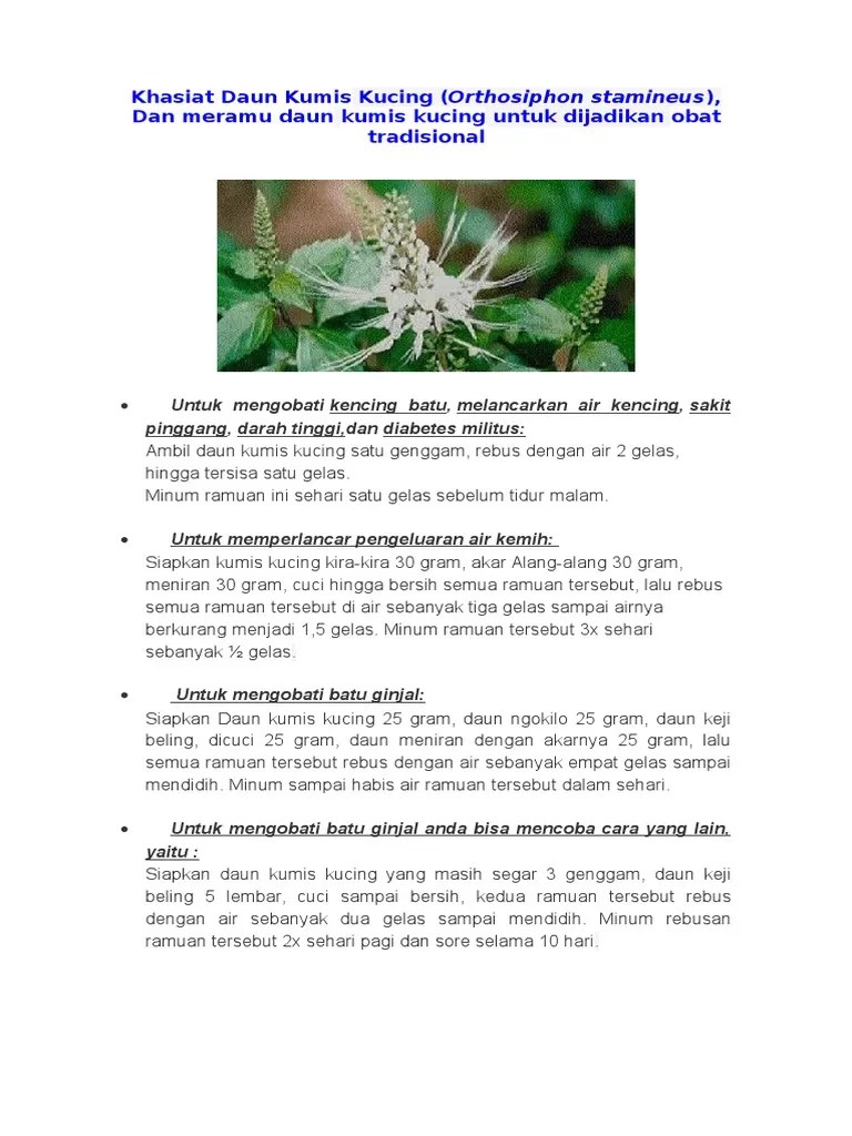 Khasiat Daun Kumis Kucing | PDF