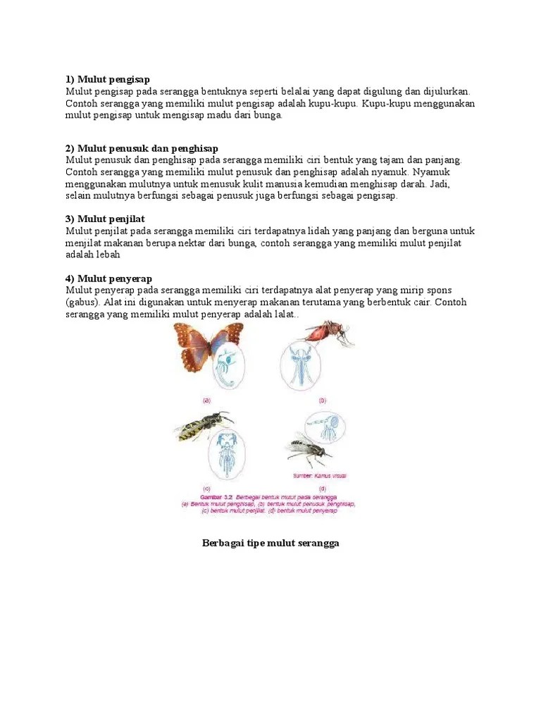 Tipe Tipe Mulut | PDF