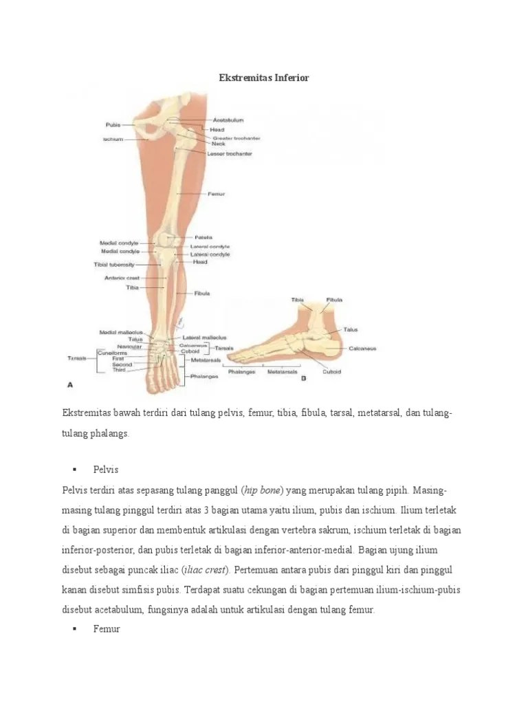 Ekstremitas Bawah | PDF