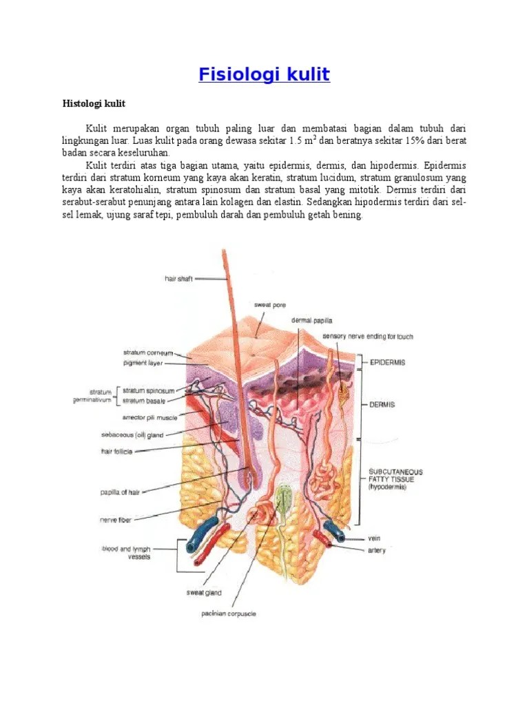 Fisiologi Kulit | PDF