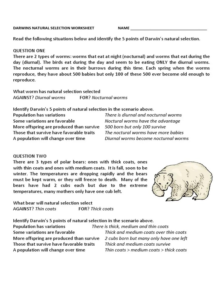 Darwin's theory of evolution by natural selection save save darwins natural selection worksheet key for later. Darwins Natural Selection Worksheet Key Bears Natural Selection