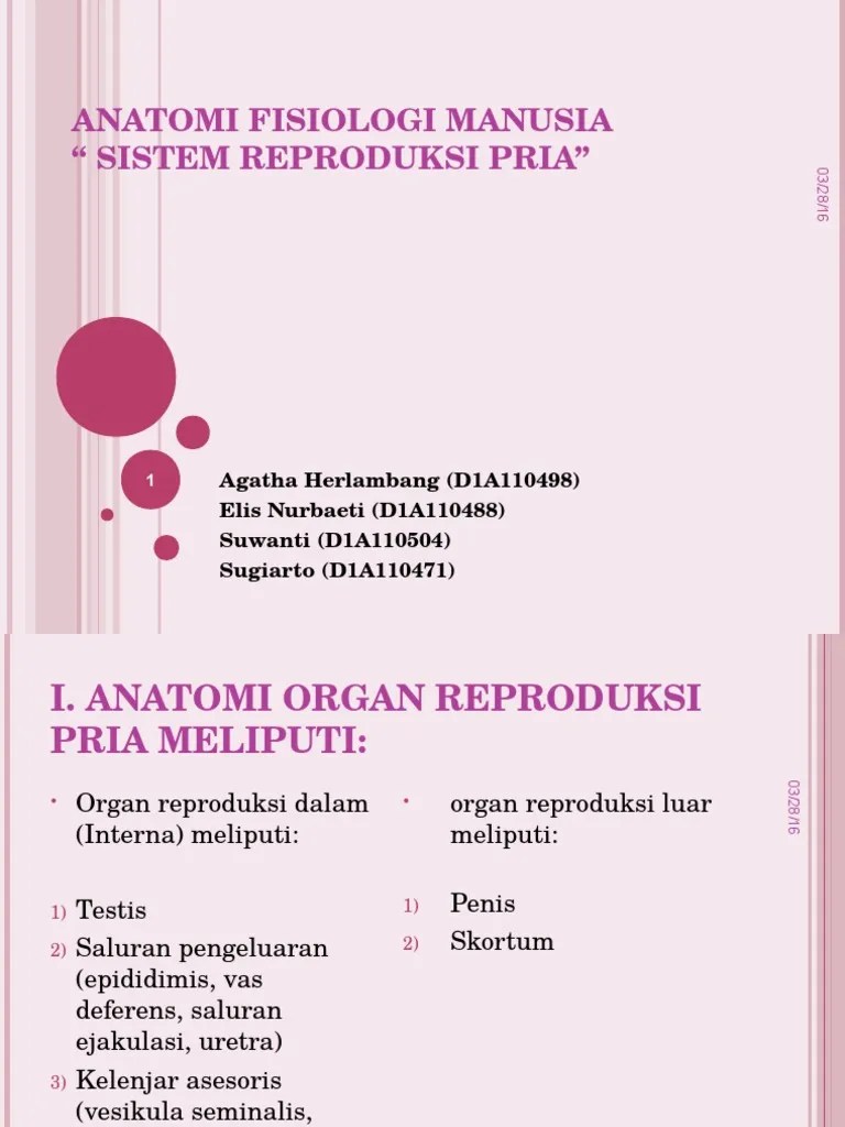 Ginjal ( ren ) kanan dan kiri ureter kanan dan kiri vesika urinaria ( blaast ) uretra struktur… Sistem reproduksi pria.ppt