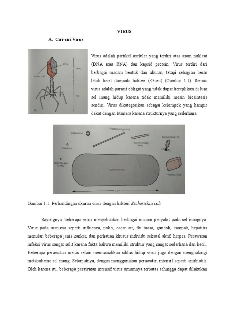 Tubuh Virus T Terdiri Atas Protein Dan Dna - DNA Informasi