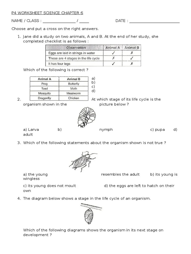 p4 worksheet science chapter 6 life cycle seedling