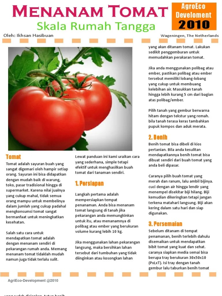 Menanam Tomat Skala Rumah Tanggaa | PDF