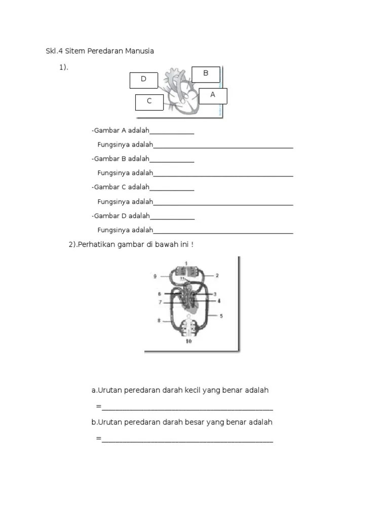SKL 4.sistem Peredaran Darah | PDF