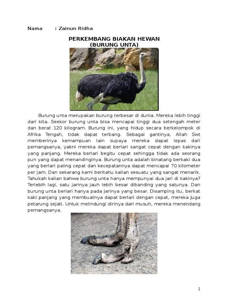 Perkembang Biakan Burung Unta | PDF