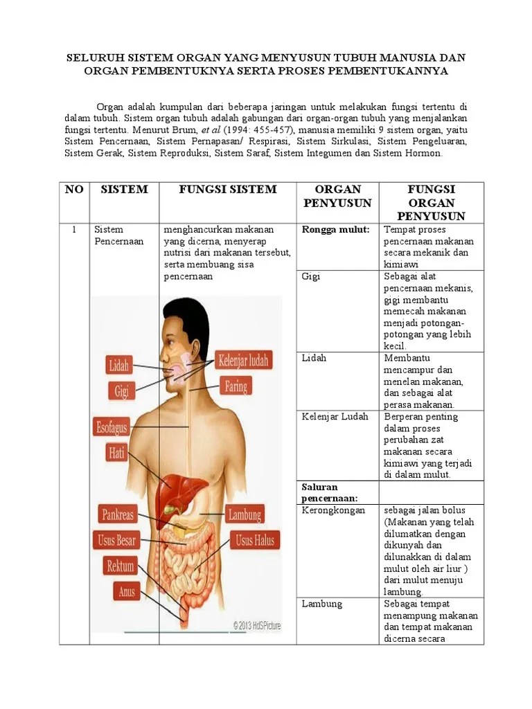 Seluruh Sistem Organ Yang Menyusun Tubuh Manusia Dan Organ Pembentuknya  Serta Proses Pembentukannya | PDF