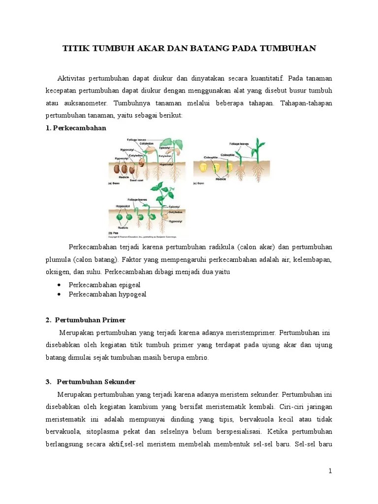 Titik Tumbuh Akar Dan Batang Pada Tumbuhan | PDF