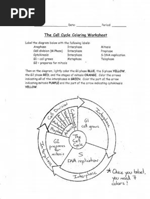 With the help of a simple function, excel's conditional formatting feature can save you time and effort. Cell Cycle Coloring Key Pdf