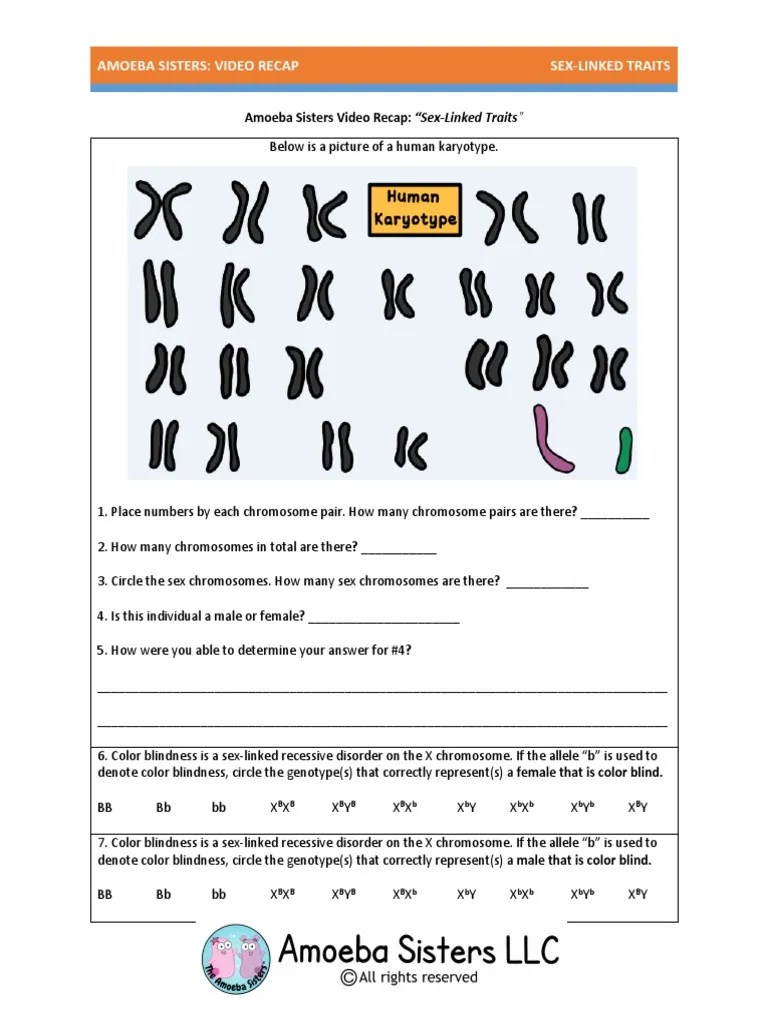 Monohybrid cross problems worksheet printable worksheets and activities for these pictures of this page are about:amoeba sisters monohybrid crosses answers. video recap of sex-linked traits by amoeba sisters 2