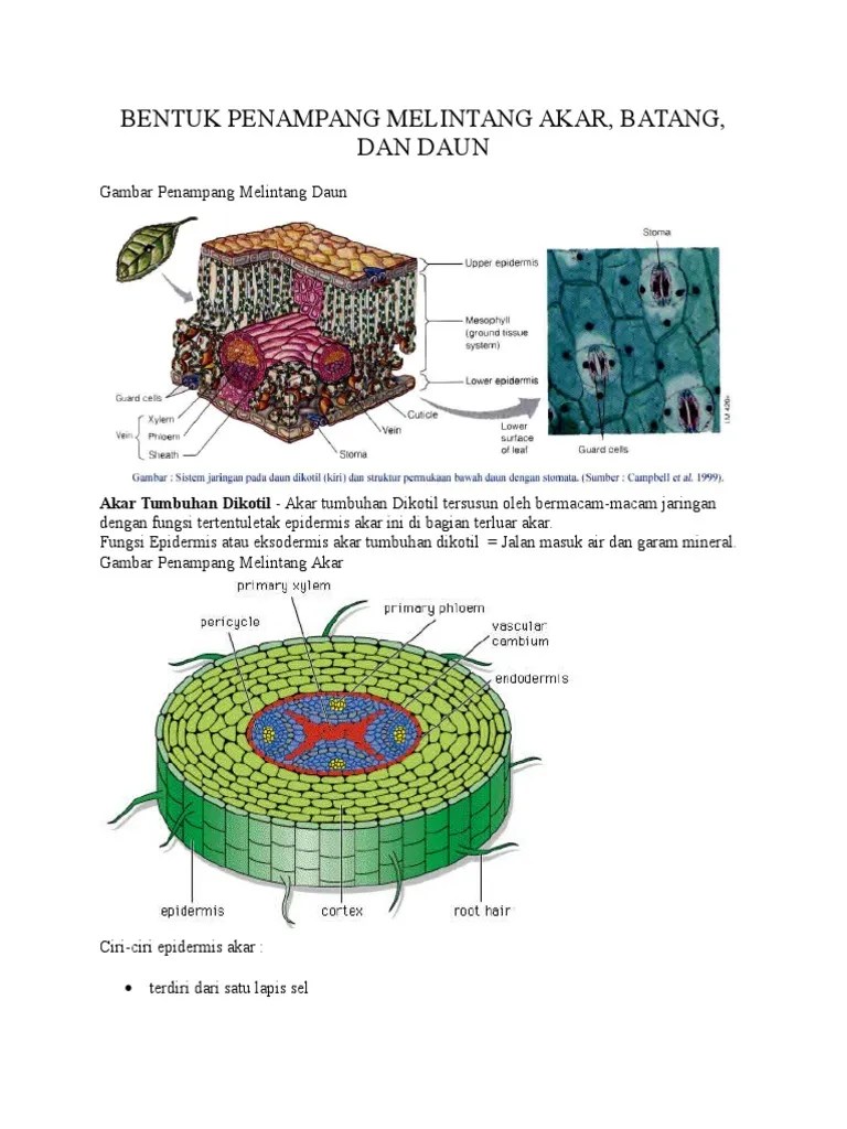 Bentuk Penampang Melintang Akar | PDF