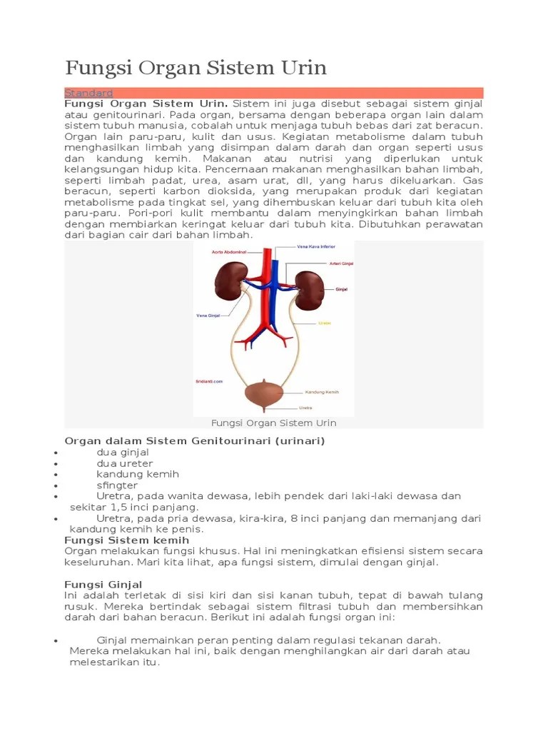 Fungsi Organ Sistem Urin | PDF