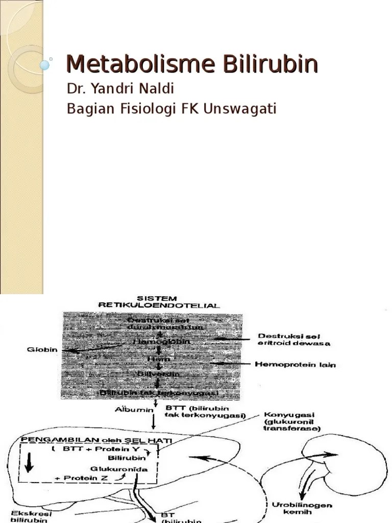 Metabolisme Bilirubin | PDF