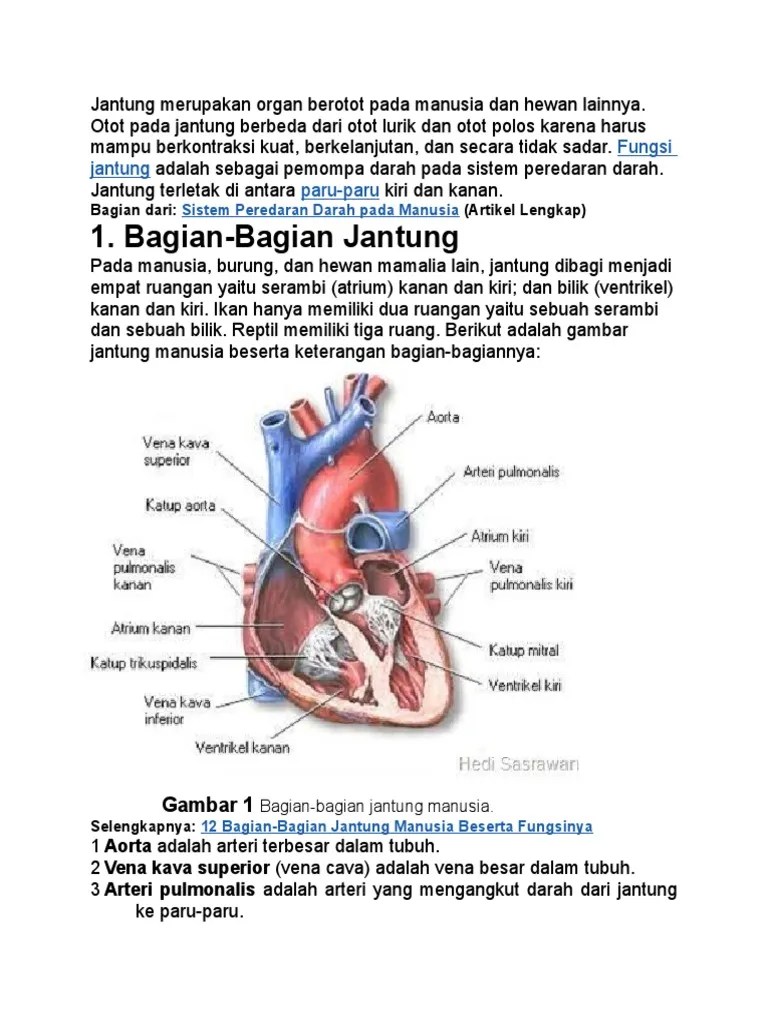 Anatomy Jantung | PDF
