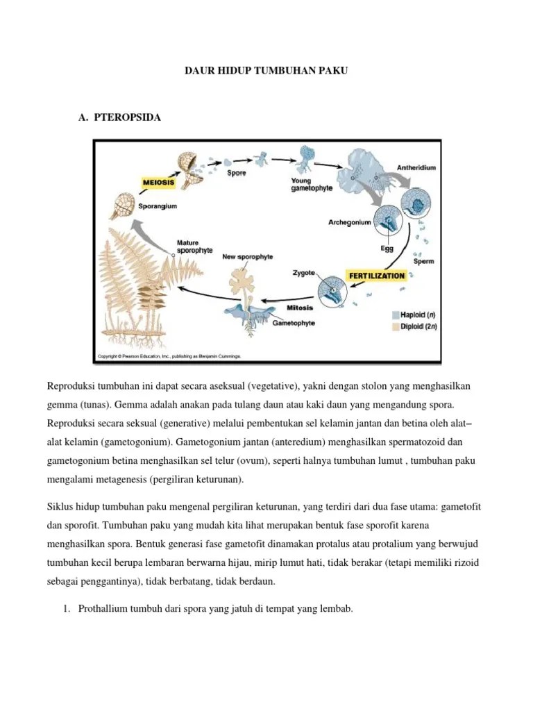 Daur Hidup Tumbuhan Paku | PDF