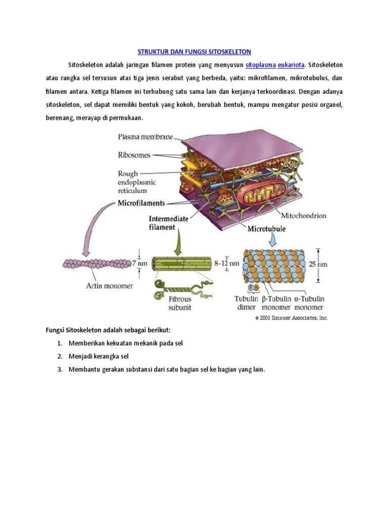 Struktur Dan Fungsi Sitoskeleton | PDF