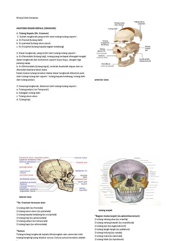 Anatomi Dasar Kepala | PDF