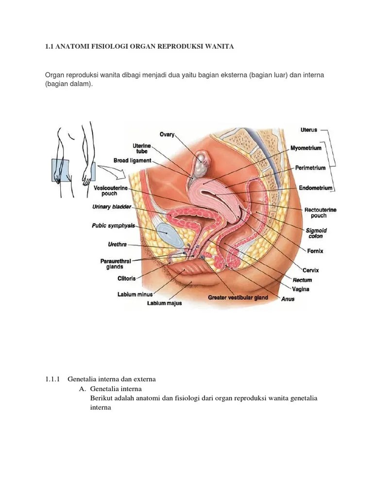 Organ Reproduksi Wanita Dibagi Menjadi Dua Yaitu Bagian Eksterna (Bagian  Luar) Dan Interna (Bagian Dalam) | PDF