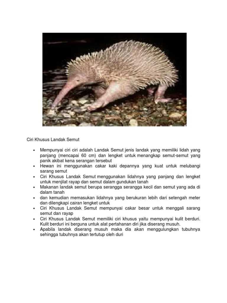 Ciri Khusus Landak Semut | PDF