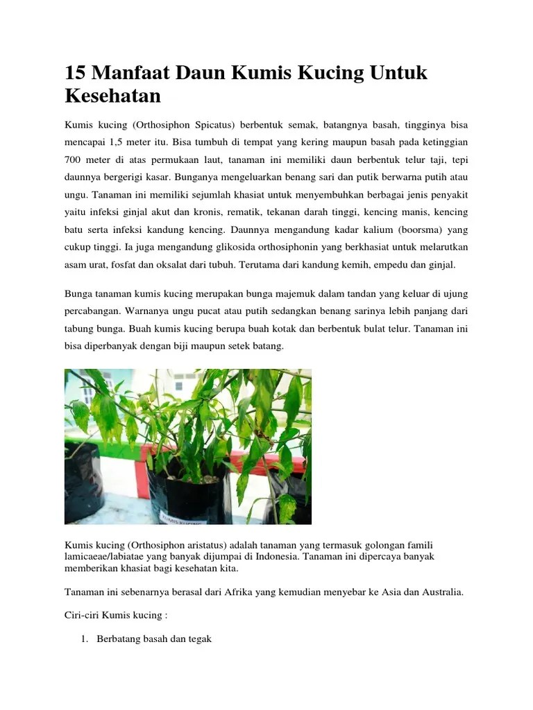15 Manfaat Daun Kumis Kucing Untuk Kesehatan | PDF
