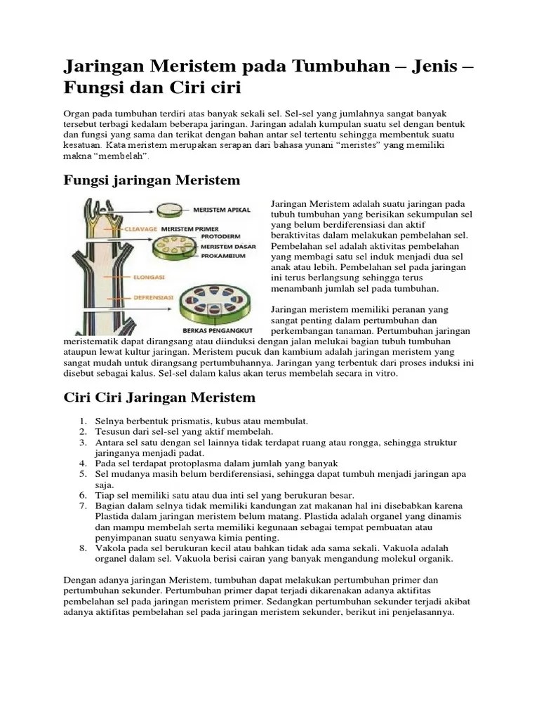 Fungsi Jaringan Meristem Pada Tumbuhan – Mudah