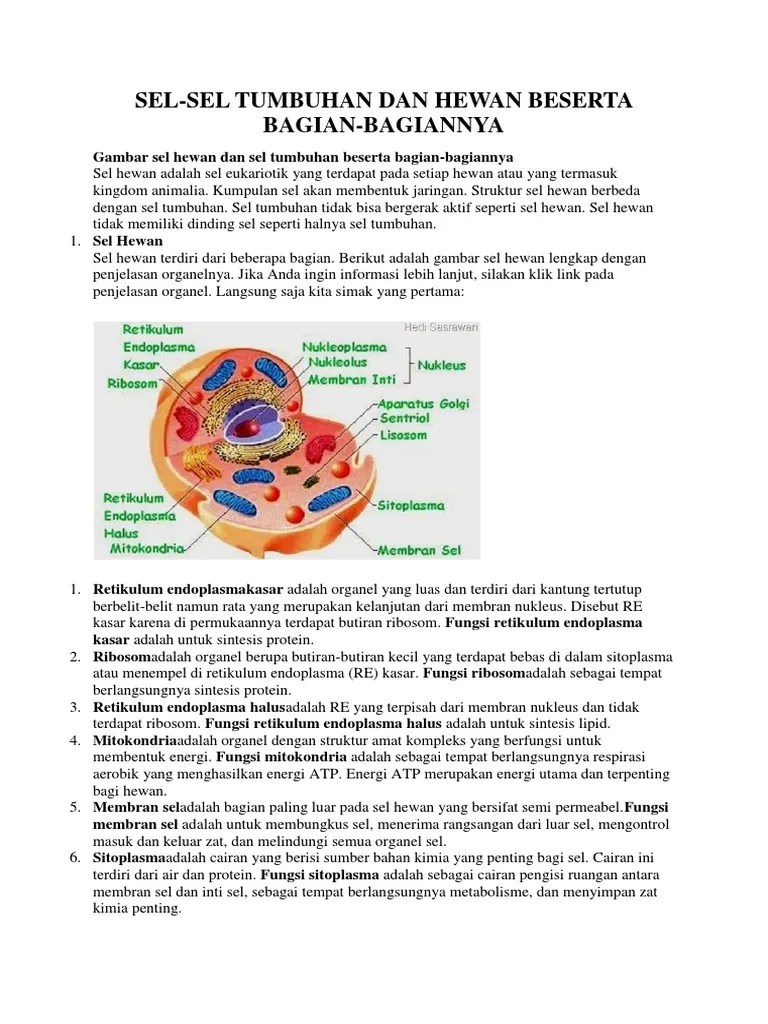 Bagian SEL Hewan Dan Tumbuhan | PDF