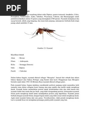 Nyamuk Secara Umum | PDF
