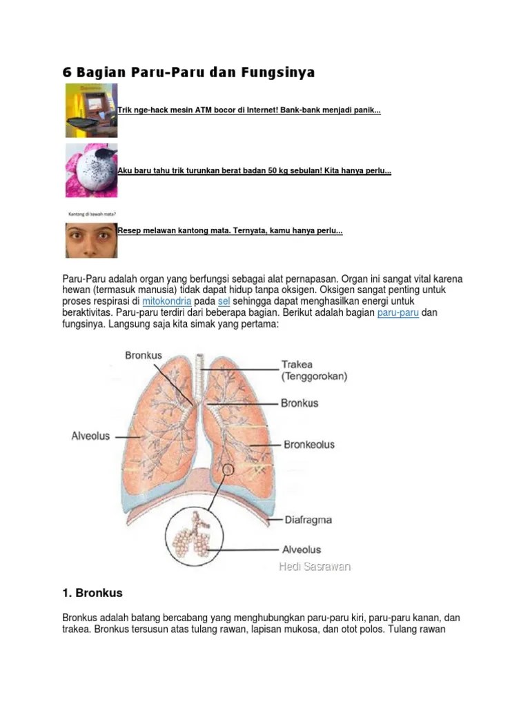 6 Bagian Paru | PDF