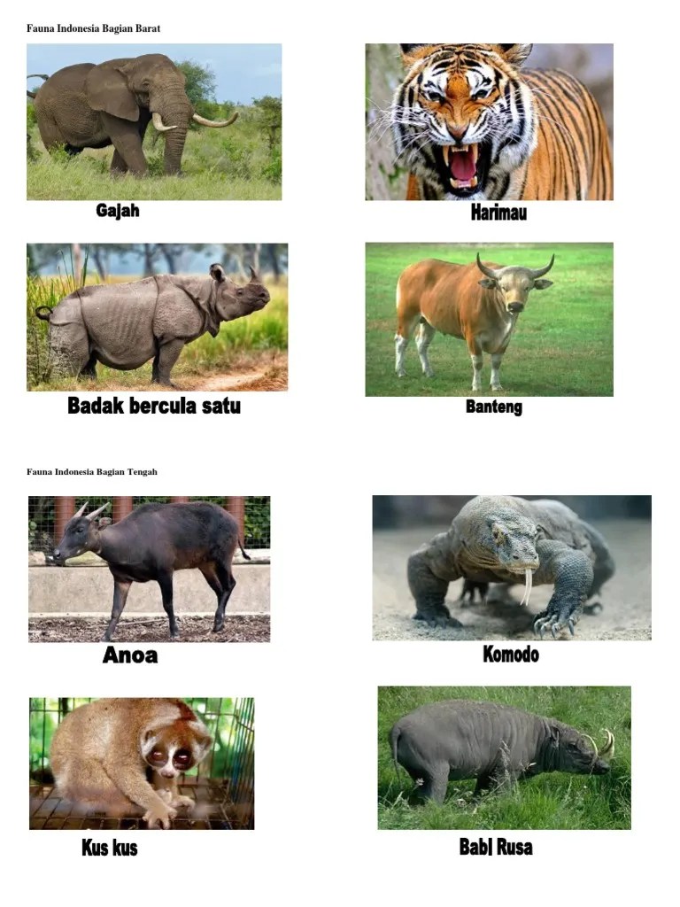 kumpulan koleksi gambar hd: Gambar Fauna Di Indonesia Bagian Tengah