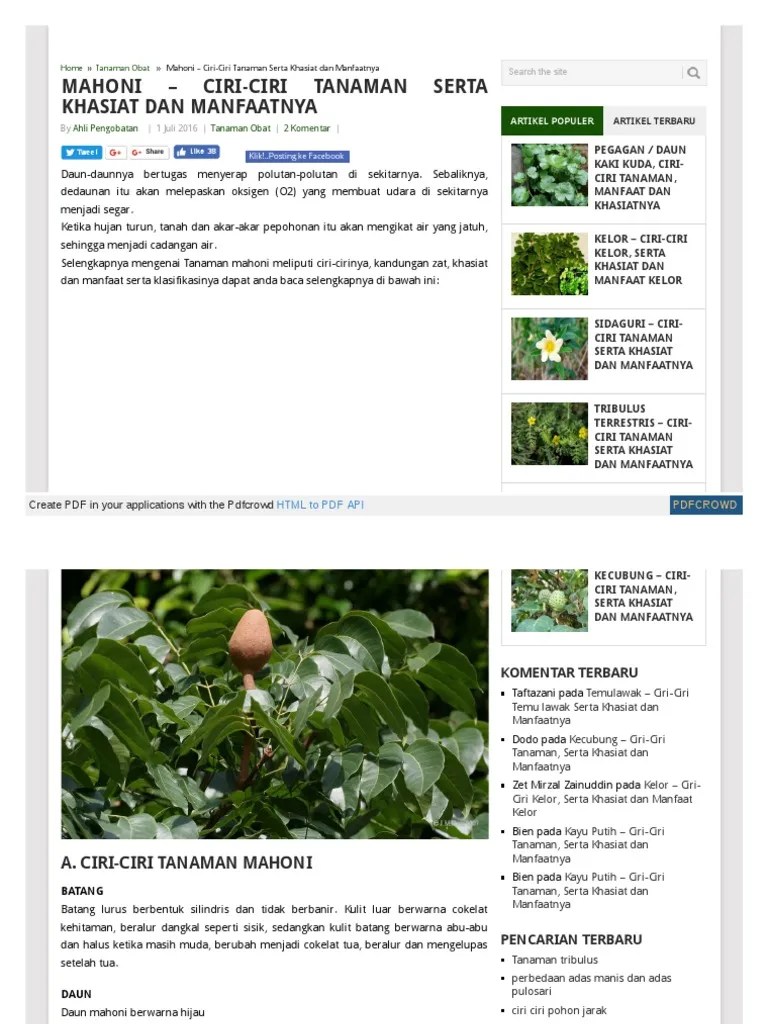 WWW Tanobat Com Mahoni Ciri Ciri Tanaman Serta Khasiat Dan M | PDF