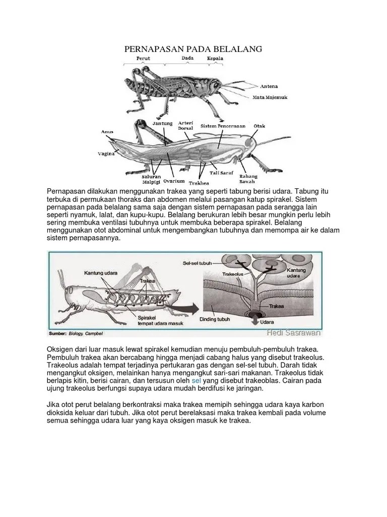 Pernapasan Pada Belalang | PDF