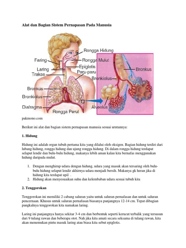 Alat Dan Bagian Sistem Pernapasan Pada Manusia | PDF