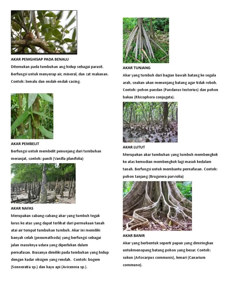 Ilustrasi air masuk ke tumbuhan. Tercepat Akar Tunjang