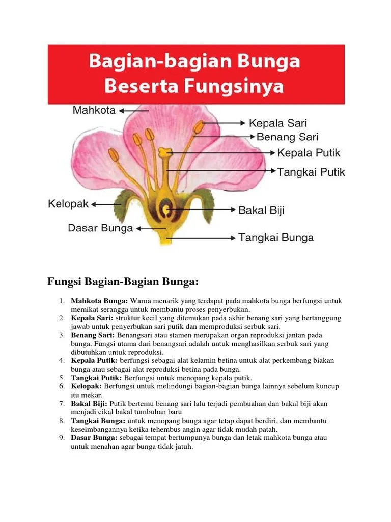 Fungsi Bagian Bunga | PDF