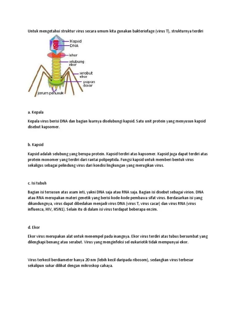 (virus t, virus cacar) dan virus rna (virus influenza, hiv, h5n1). Untuk Mengetahui Struktur Virus Secara Umum Kita Gunakan Bakteriofage Pdf