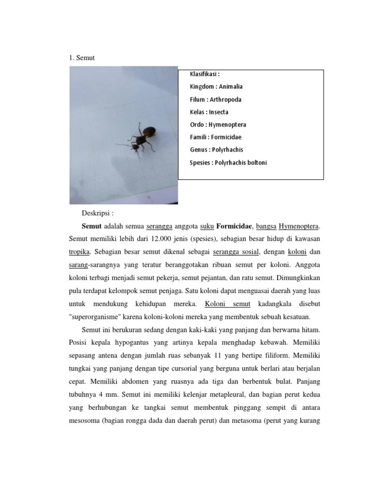 Semut Adalah Semua Serangga Anggota Suku Formicidae, Bangsa Hymenoptera |  PDF