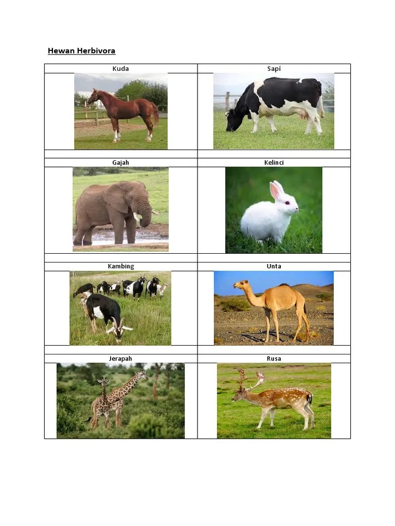 Hewan Herbivora, Carnivora Dan Omnivora | PDF