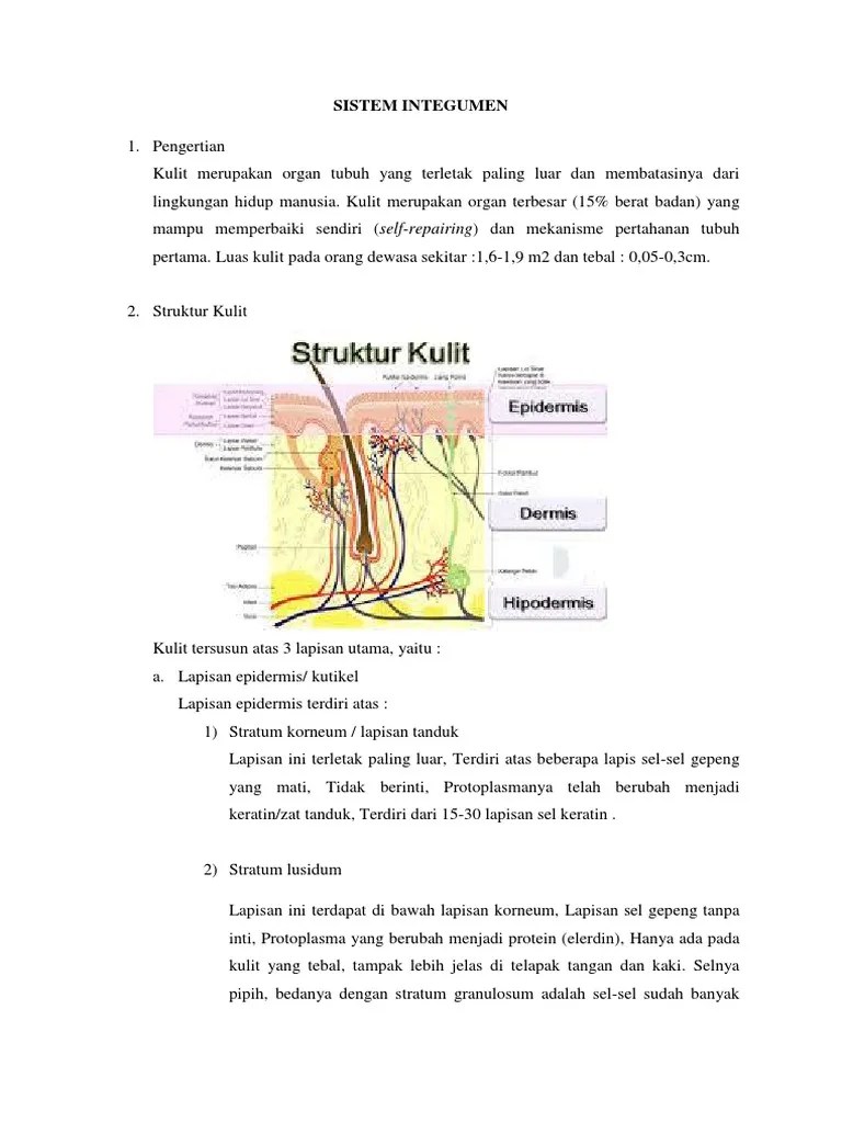 Sistem Integumen | PDF