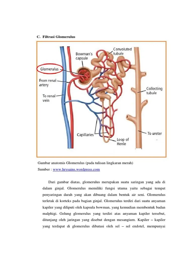 Fungsi Filtrasi Dan Fungsi Tubulus (Revisi) | PDF