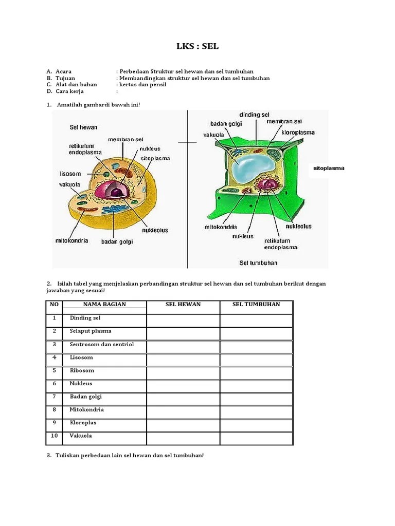 Gambar Struktur Sel Hewan Dan Sel Tumbuhan - Berbagi Struktur