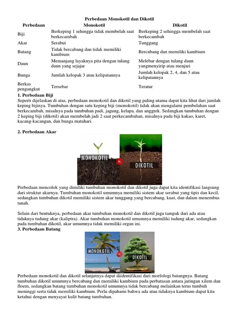 Perbedaan Monokotil Dan Dikotil | PDF