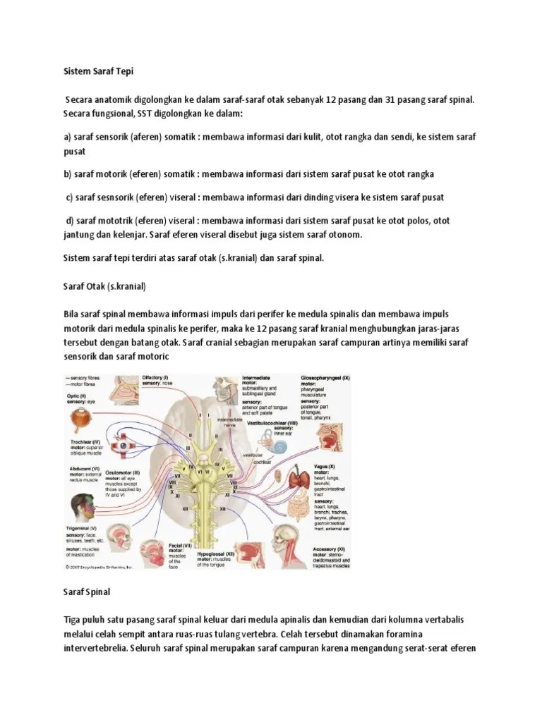 (Anatomi) Sistem Saraf Tepi | PDF