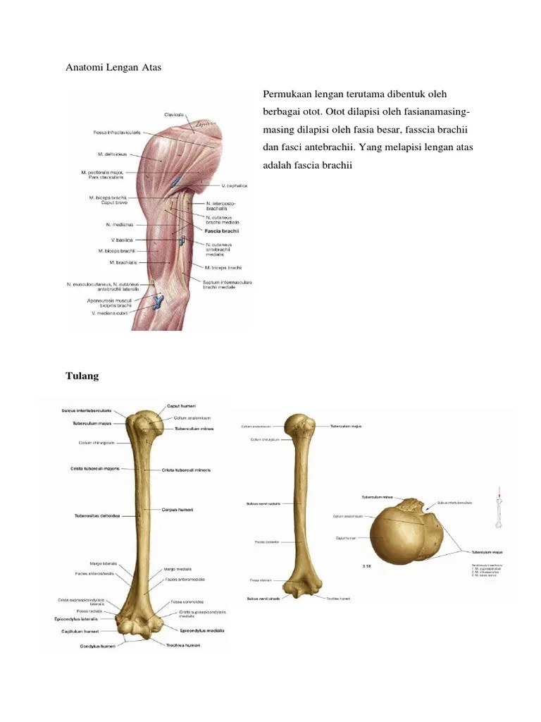Anatomi Lengan Atas | PDF