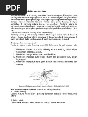 Alat Pernapasan Pada Burung Atau Aves | PDF