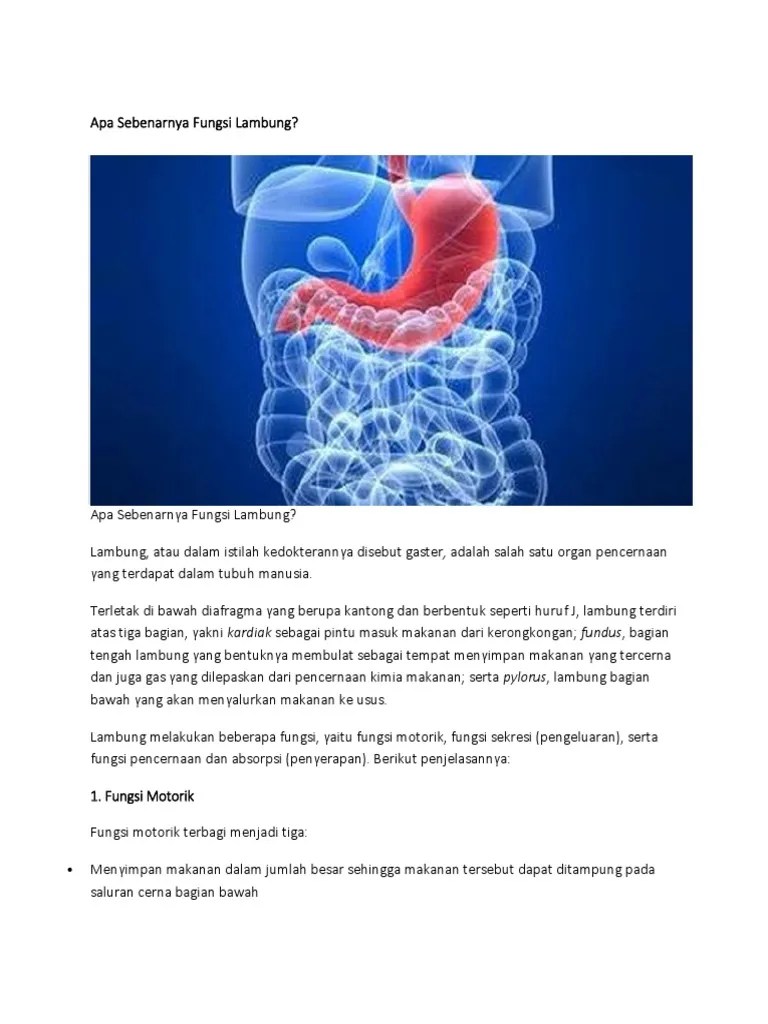 Fungsi Lambung | PDF